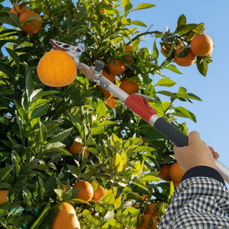 Professional Fruit Picking Shears Solutions